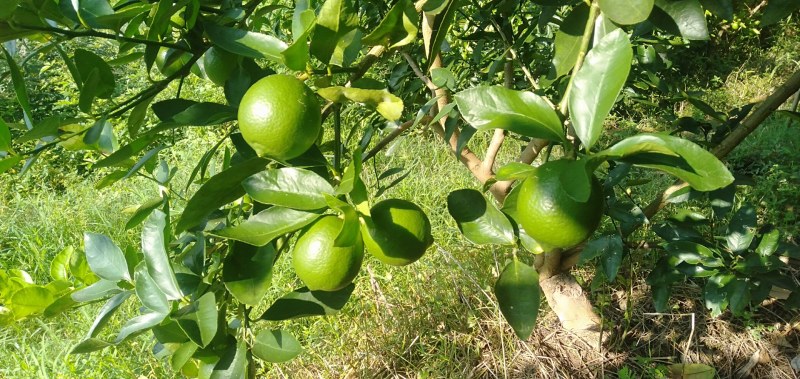 无籽青柠檬奶茶榨汁专用基地直供现摘现发支持一件代发