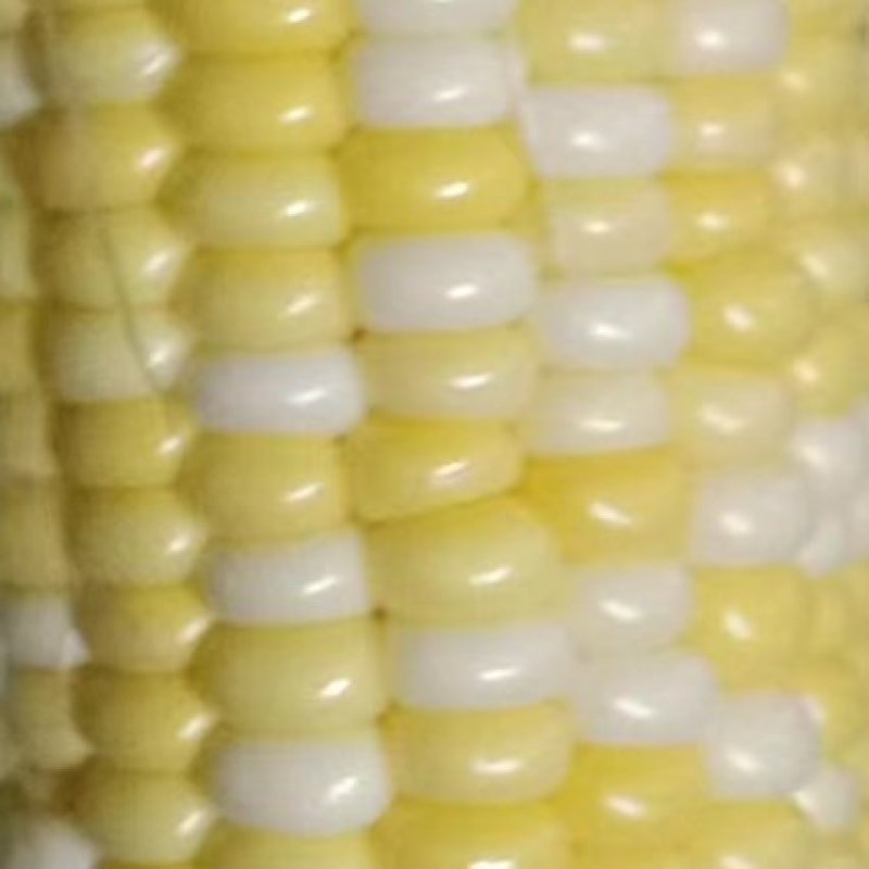 兰州水果玉米白糯玉米彩糯玉米双色玉米产地直供