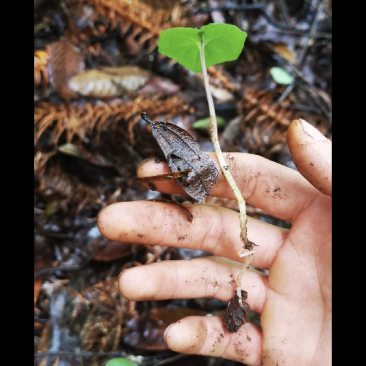 贵州野生青天葵干货，大山中的珍贵药材，支持线上交易