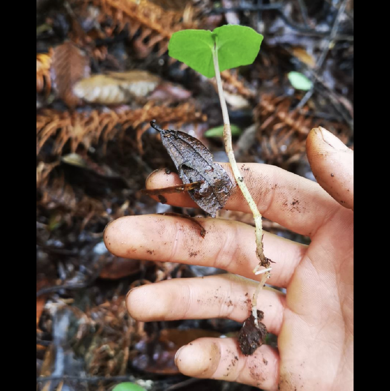 贵州野生青天葵干货，大山中的珍贵药材，支持线上交易