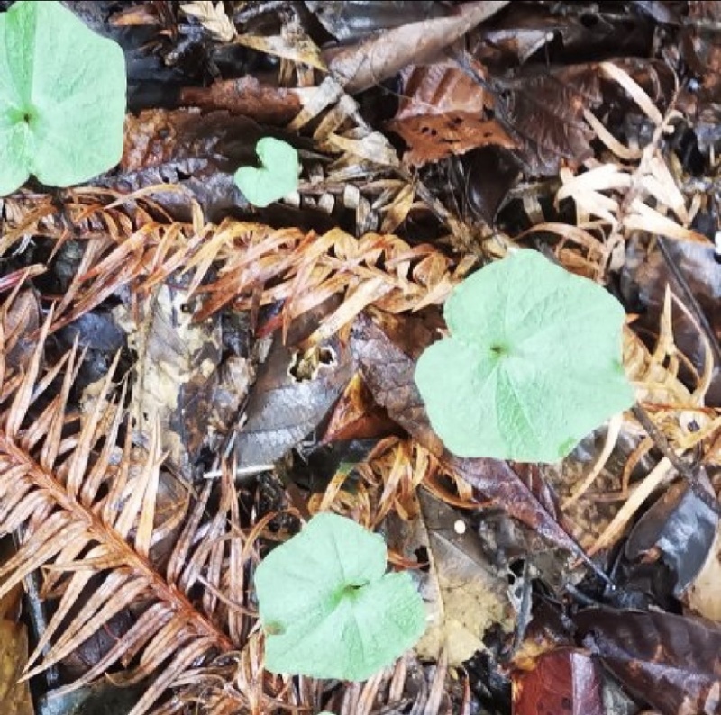 贵州野生青天葵干货，大山中的珍贵药材，支持线上交易