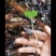 贵州野生青天葵干货，大山中的珍贵药材，支持线上交易