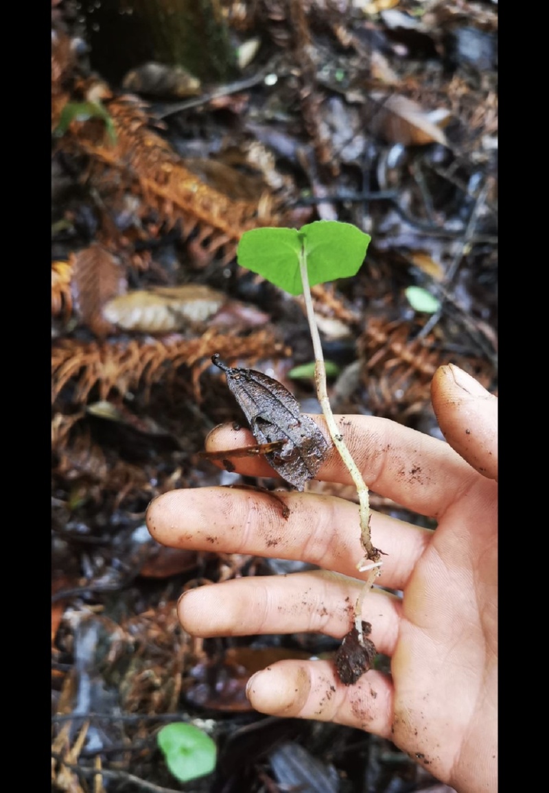 贵州野生青天葵干货，大山中的珍贵药材，支持线上交易