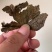 贵州野生青天葵干货，大山中的珍贵药材，支持线上交易
