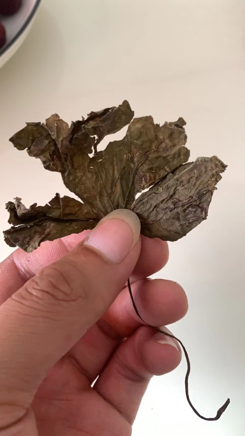 贵州野生青天葵干货，大山中的珍贵药材，支持线上交易