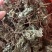 贵州野生青天葵干货，大山中的珍贵药材，支持线上交易