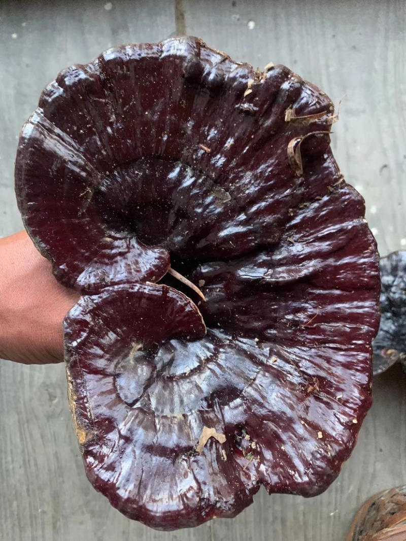 贵州深山纯野生血灵芝，灵芝仙草，产地直供