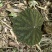 贵州深山野生中药材，紫背天葵，支持线上交易