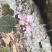 贵州深山野生中药材，紫背天葵，支持线上交易