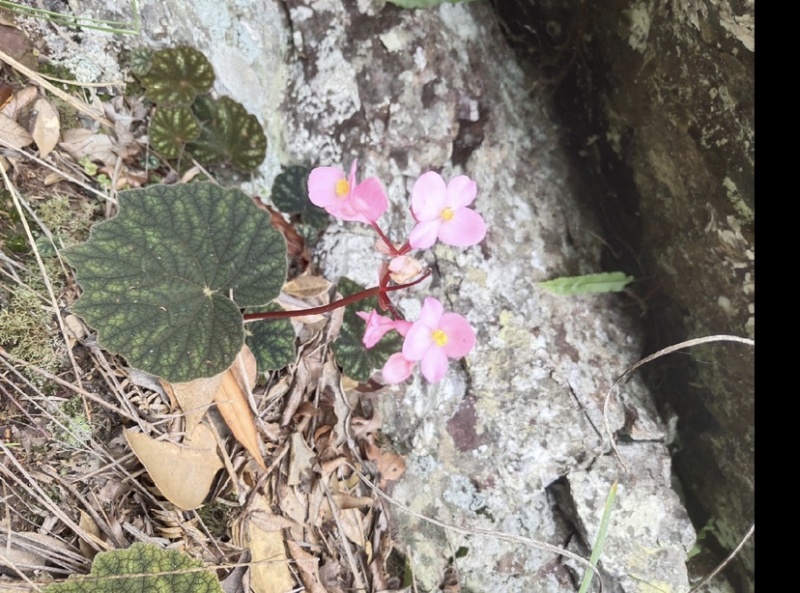贵州深山野生中药材，紫背天葵，支持线上交易