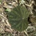贵州深山野生中药材，紫背天葵，支持线上交易