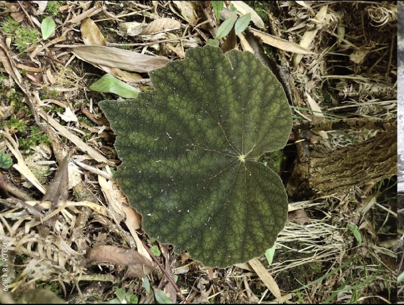 贵州深山野生中药材，紫背天葵，支持线上交易