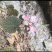 贵州深山野生中药材，紫背天葵，支持线上交易