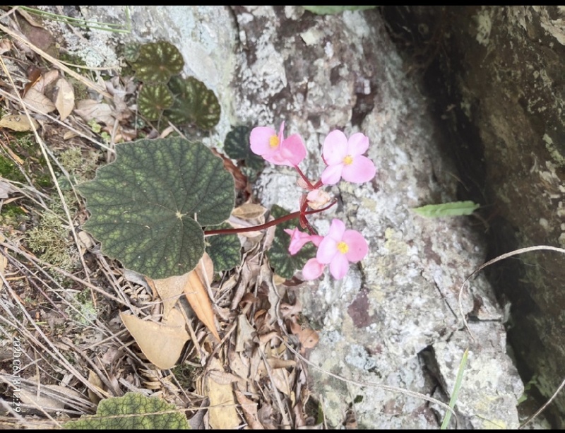 贵州深山野生中药材，紫背天葵，支持线上交易