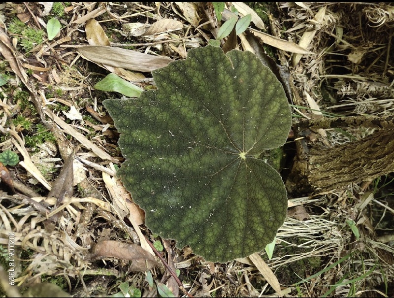 贵州深山野生中药材，紫背天葵，支持线上交易