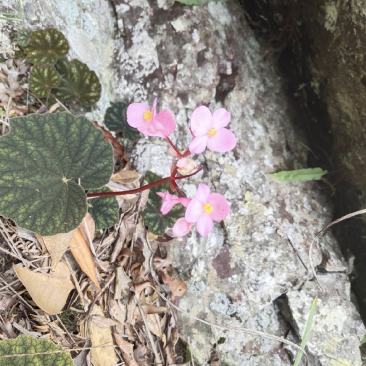 贵州深山野生中药材，紫背天葵，支持线上交易