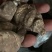 贵州野生重楼，七叶一枝花，别名独脚莲，干货，无流