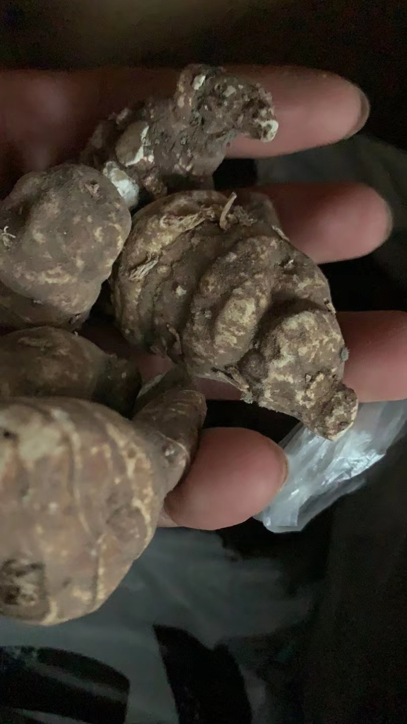 贵州野生重楼，七叶一枝花，别名独脚莲，干货，无流