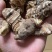 贵州野生重楼，七叶一枝花，别名独脚莲，干货，无流