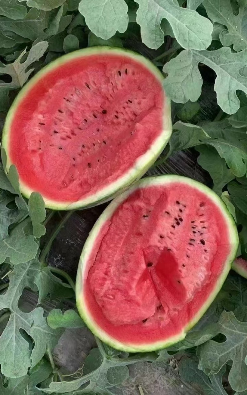 精品甜王一手货源甜度高