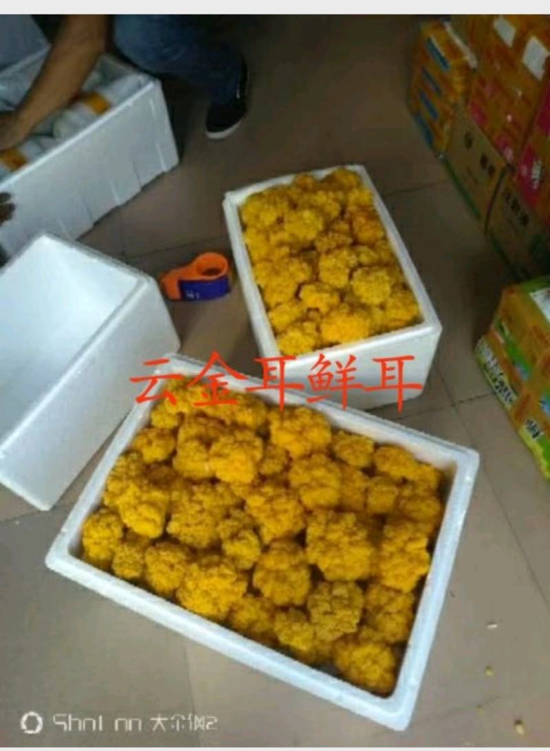 氨基酸金耳多糖，天天新鲜云金耳全国平价批发