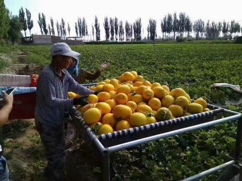 民勤哈密瓜:晓蜜25号，西州蜜17号，金红宝火热上市中