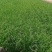 独根红韭菜