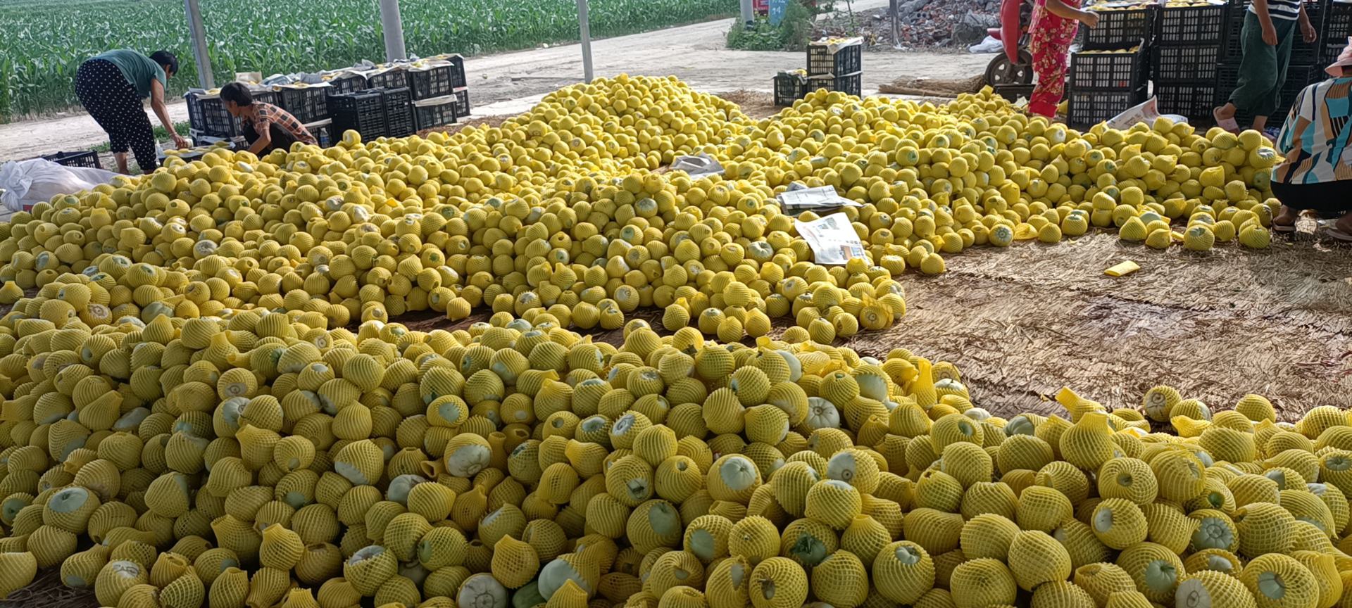 甜王西瓜摊位实景图