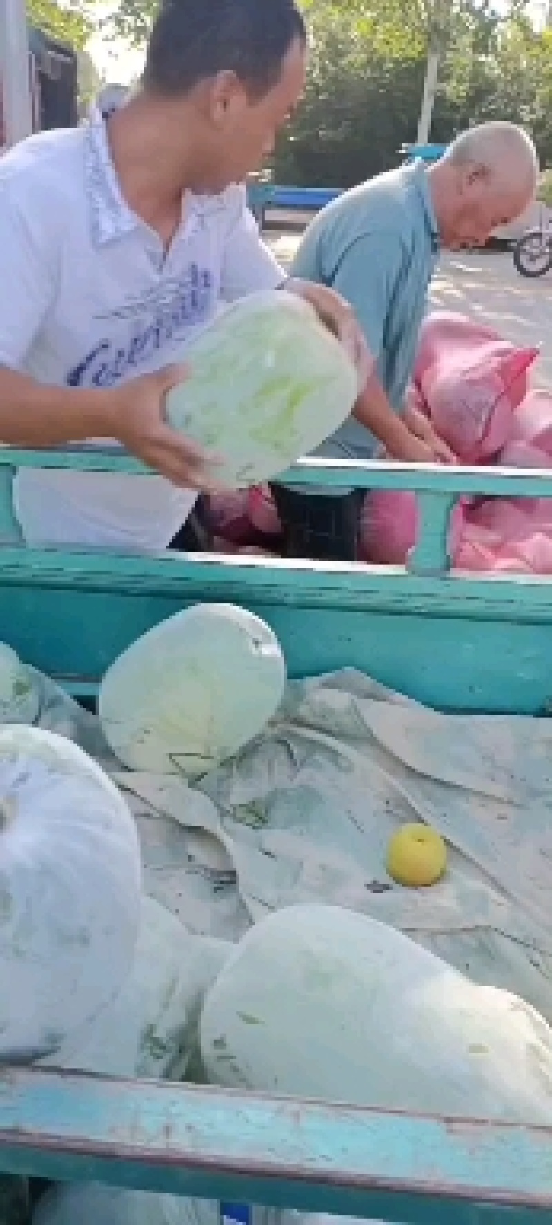 产地一串零冬瓜质量价格便宜欢迎选品！