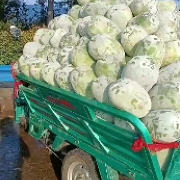 产地一串零冬瓜质量价格便宜欢迎选品！