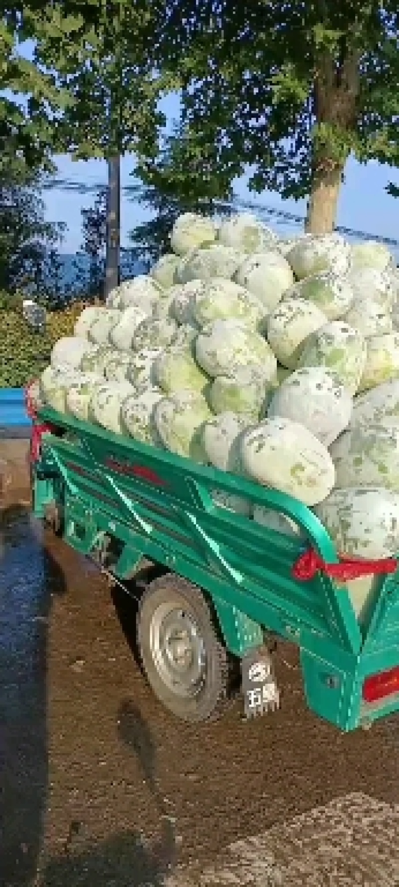 产地一串零冬瓜质量价格便宜欢迎选品！