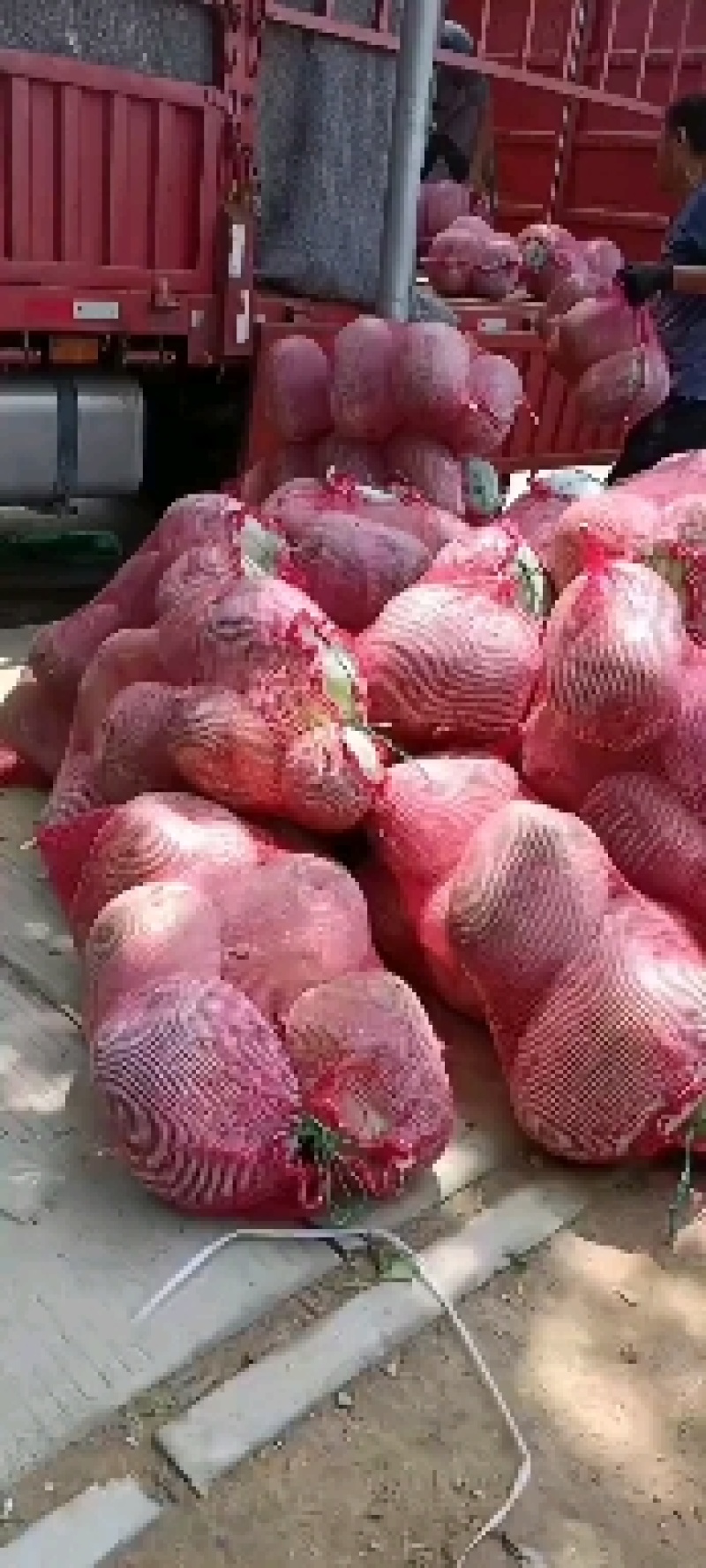 产地一串零冬瓜质量价格便宜欢迎选品！