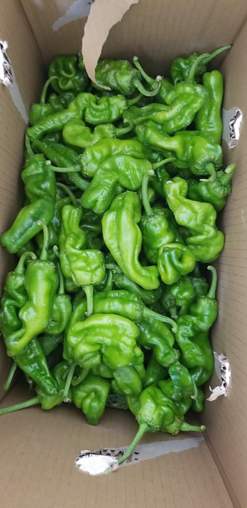 薄皮椒