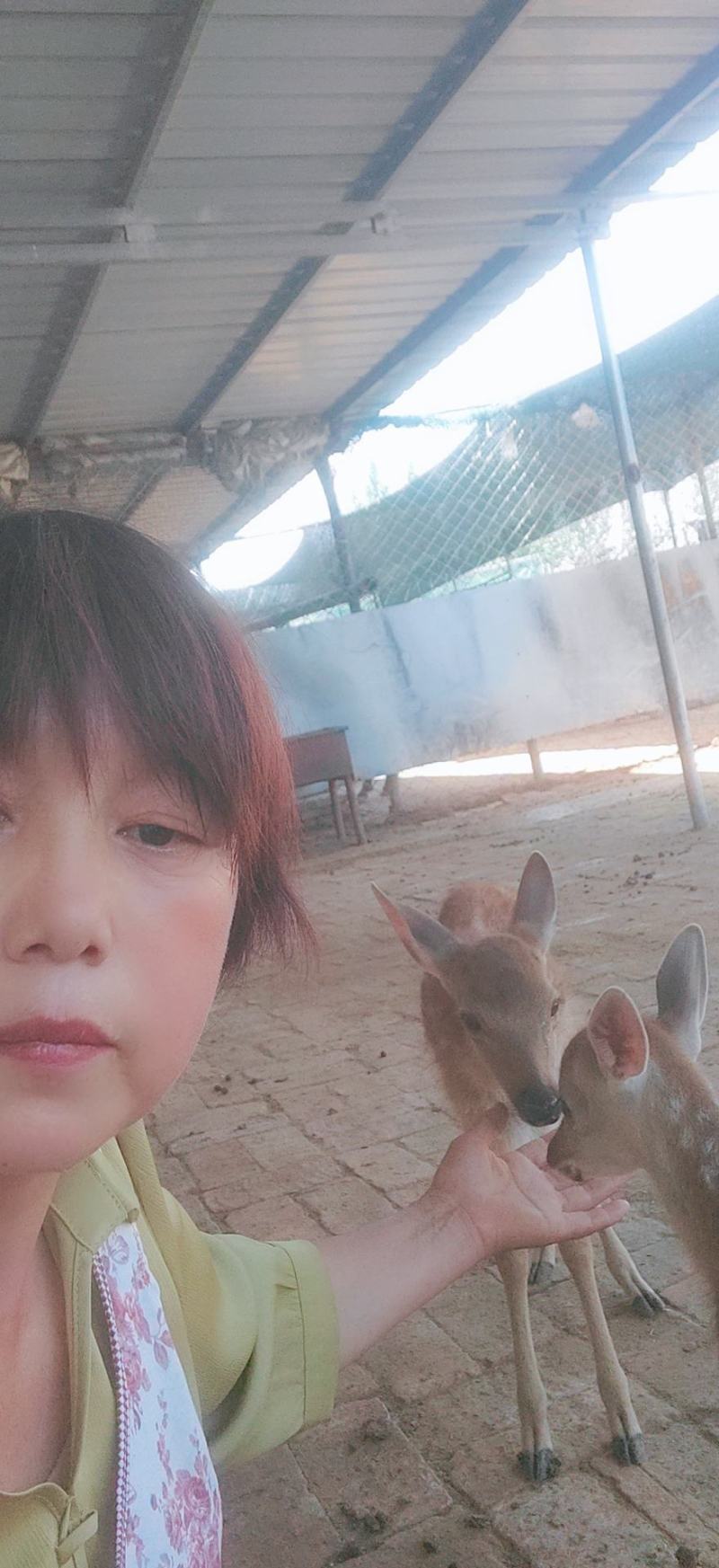从小人工喂养宠物鹿听话粘人景区动物园观赏亲人梅花鹿观