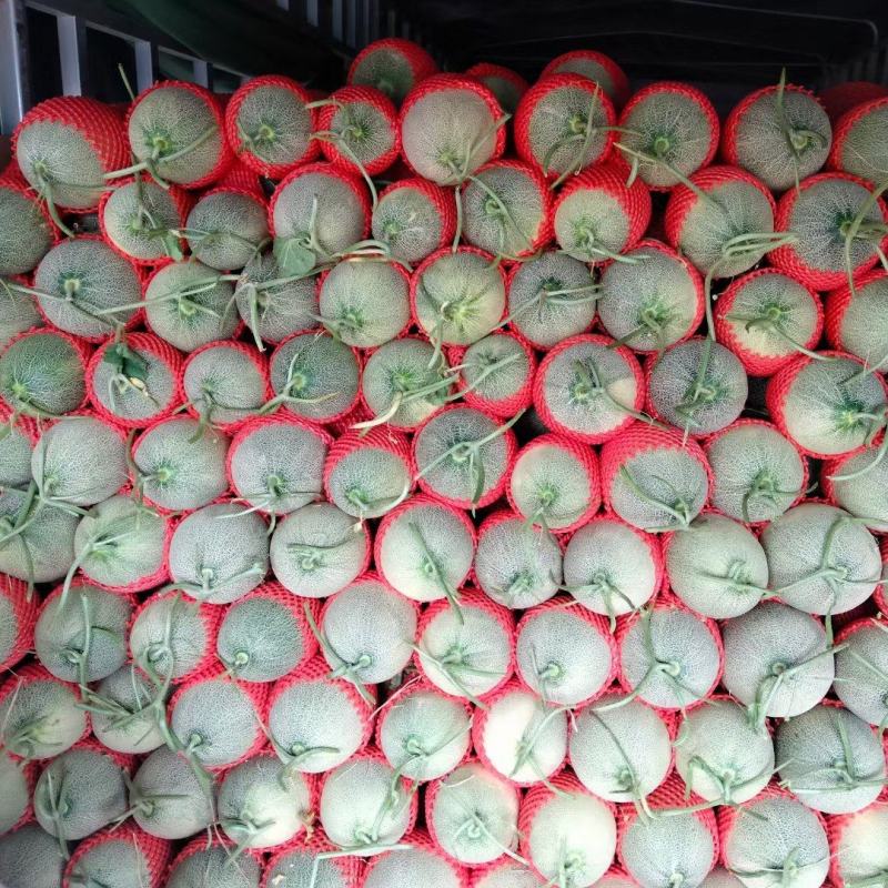 甘肃民勤沙漠蜜瓜，西州蜜17大量供应，货源充足。