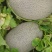 甘肃民勤沙漠蜜瓜，西州蜜17大量供应，货源充足。