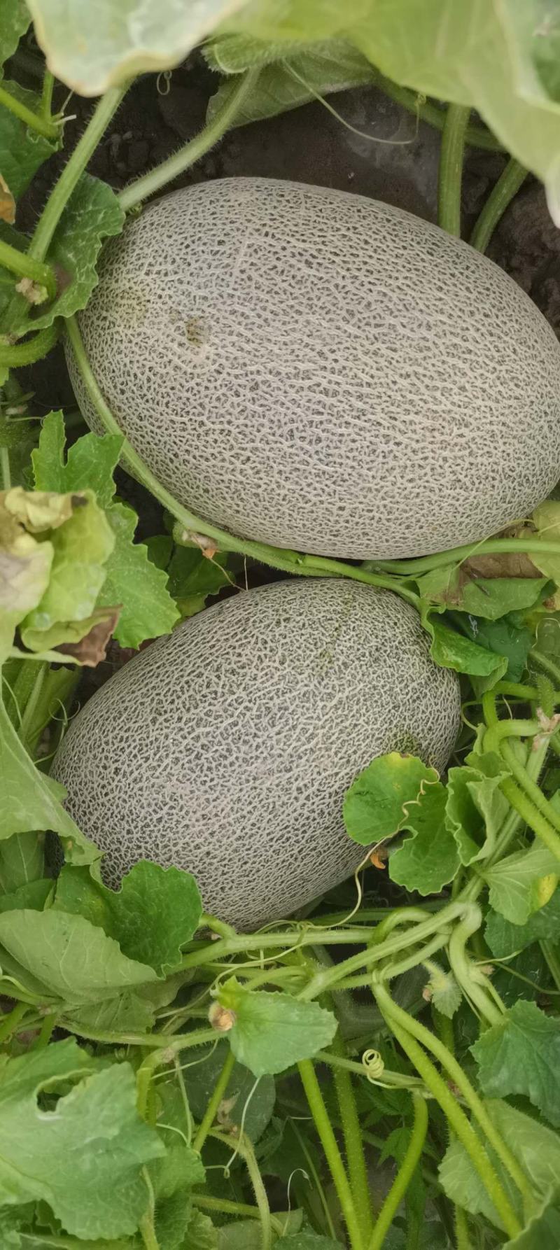 甘肃民勤沙漠蜜瓜，西州蜜17大量供应，货源充足。