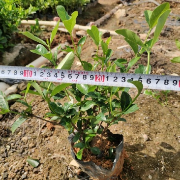 7斤袋栀子花，品质优良，价格实惠，诚信经营