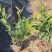 7斤袋栀子花，品质优良，价格实惠，诚信经营