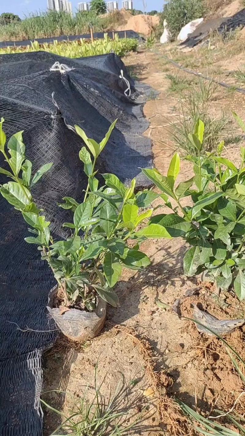 7斤袋栀子花，品质优良，价格实惠，诚信经营