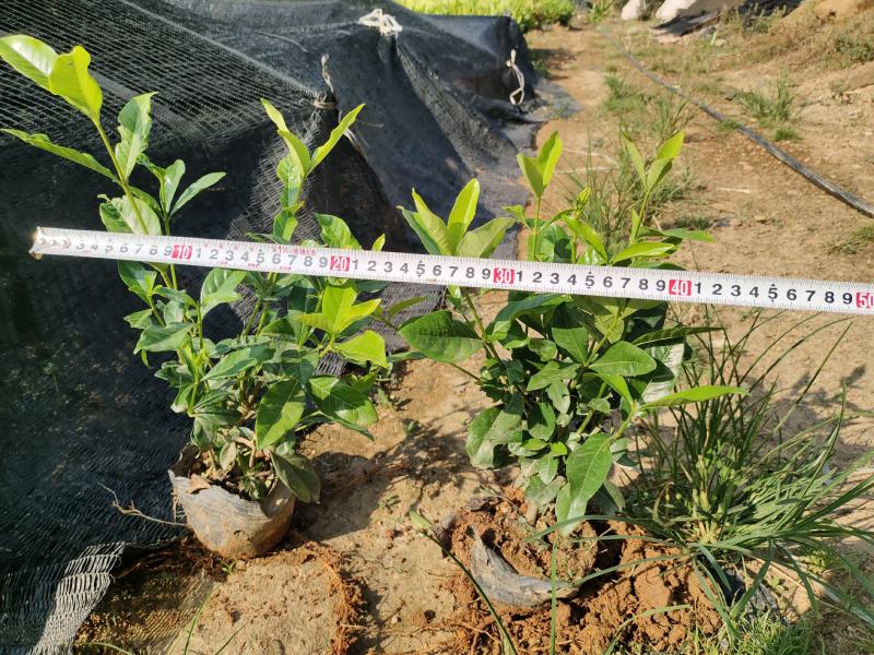 7斤袋栀子花，品质优良，价格实惠，诚信经营