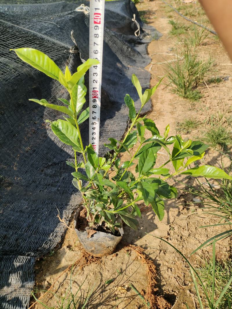 7斤袋栀子花，品质优良，价格实惠，诚信经营