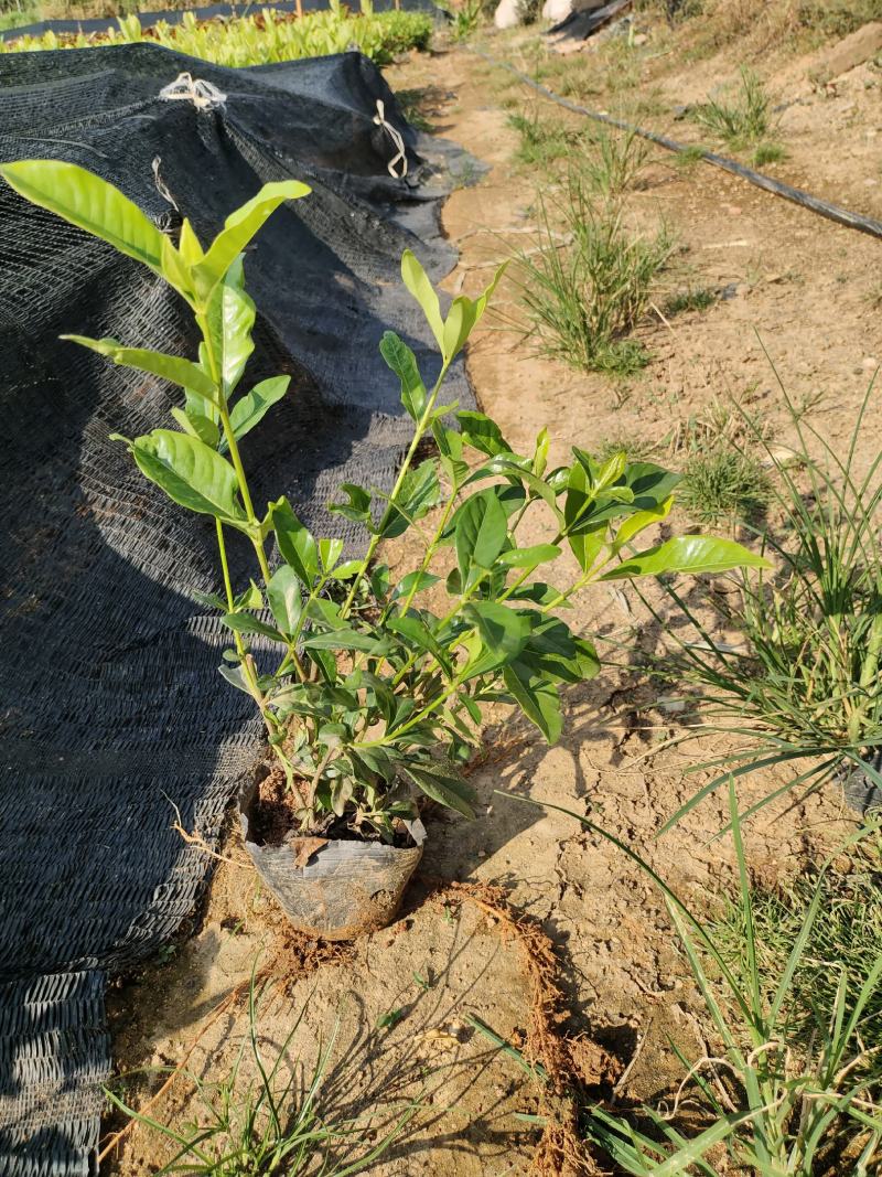 7斤袋栀子花，品质优良，价格实惠，诚信经营