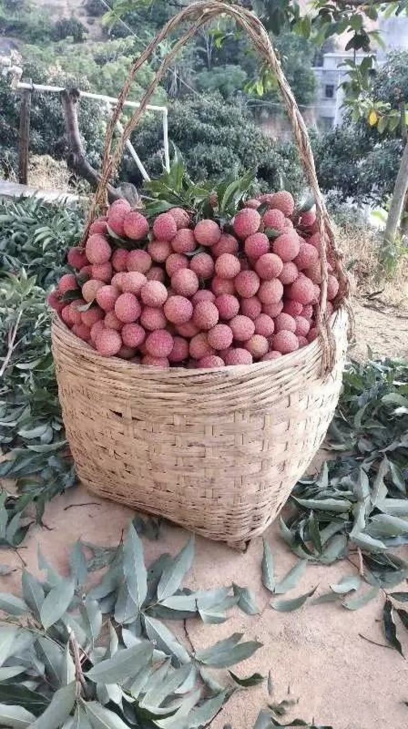 荔枝，龙眼，黄皮，乌榄