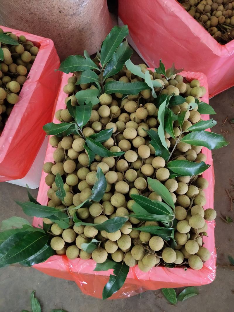荔枝，龙眼，黄皮，乌榄