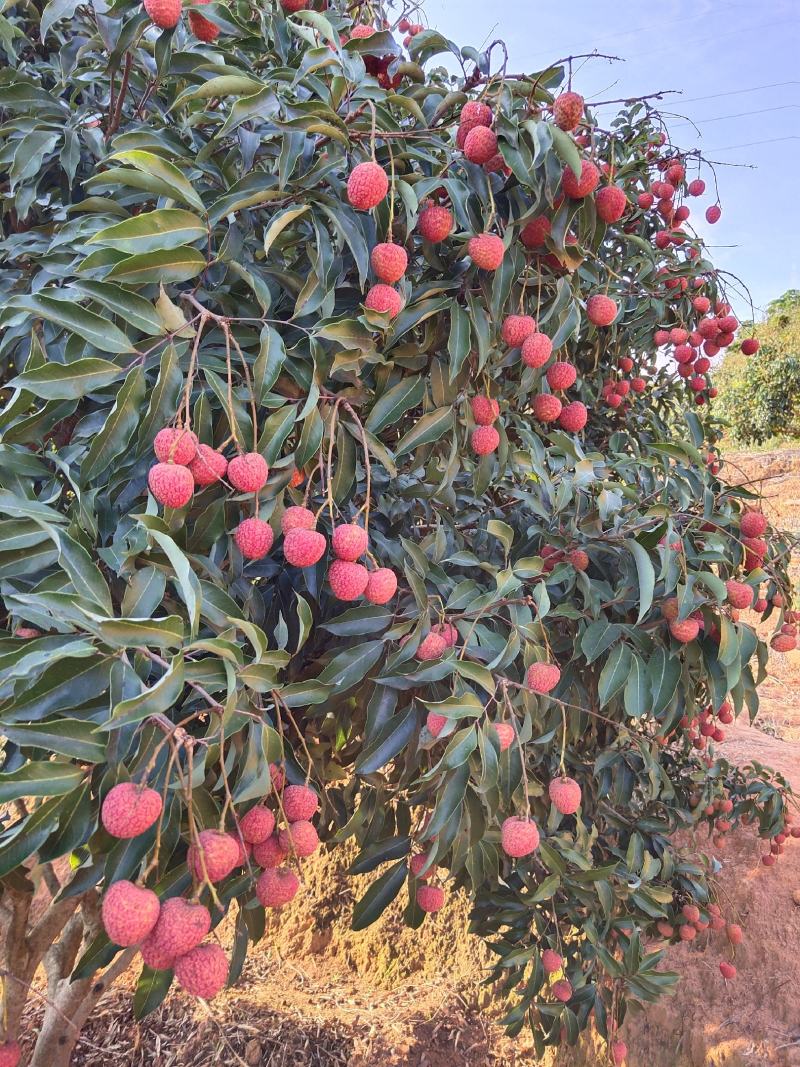 荔枝，龙眼，黄皮，乌榄