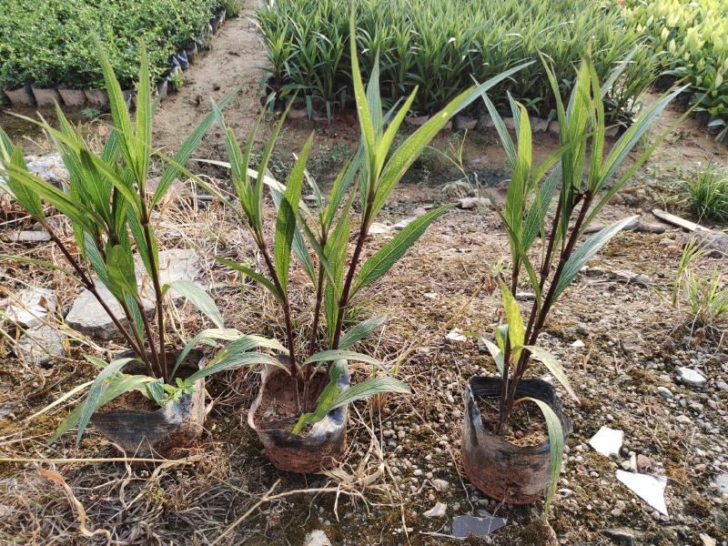 7斤翠芦莉，品质优良，价格实惠，诚信经营，