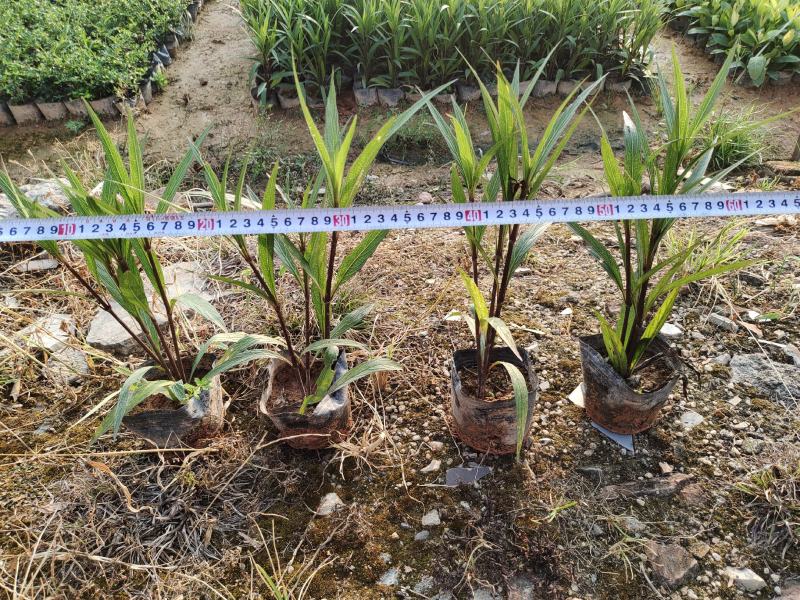 7斤翠芦莉，品质优良，价格实惠，诚信经营，