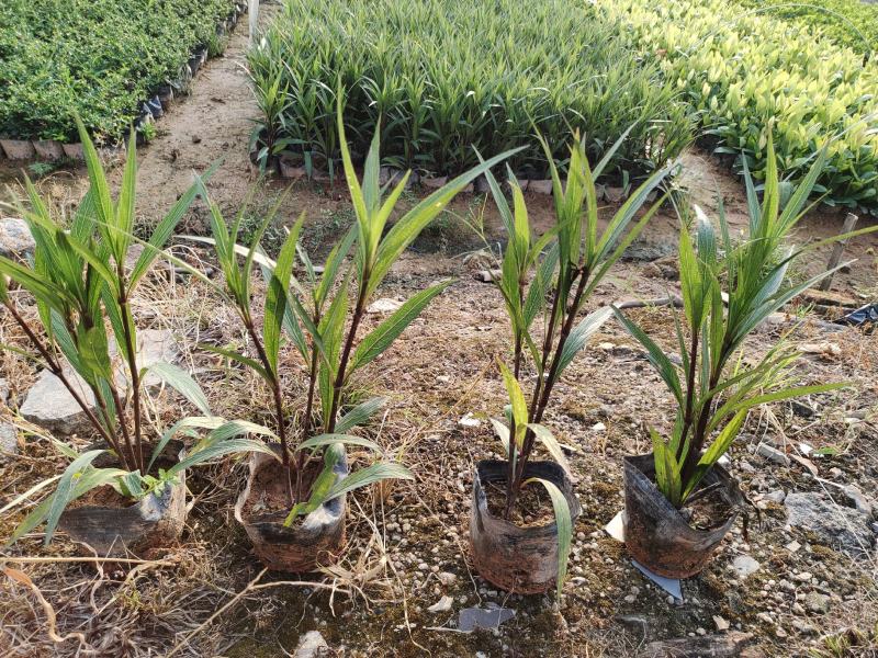 7斤翠芦莉，品质优良，价格实惠，诚信经营，