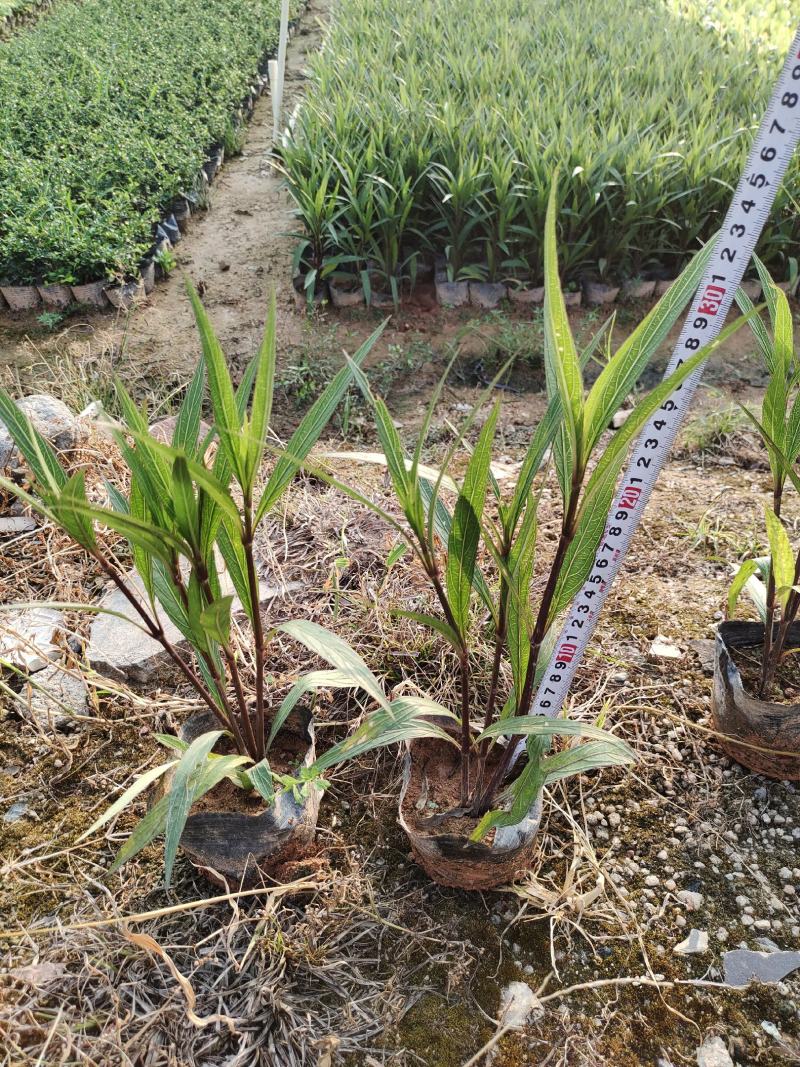 7斤翠芦莉，品质优良，价格实惠，诚信经营，